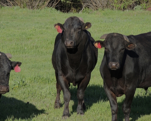Full-Blood Wagyu Cattle for Sale