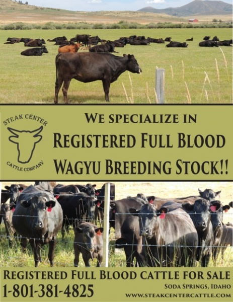 Registered Full Blood Wagyu Breeding Stock